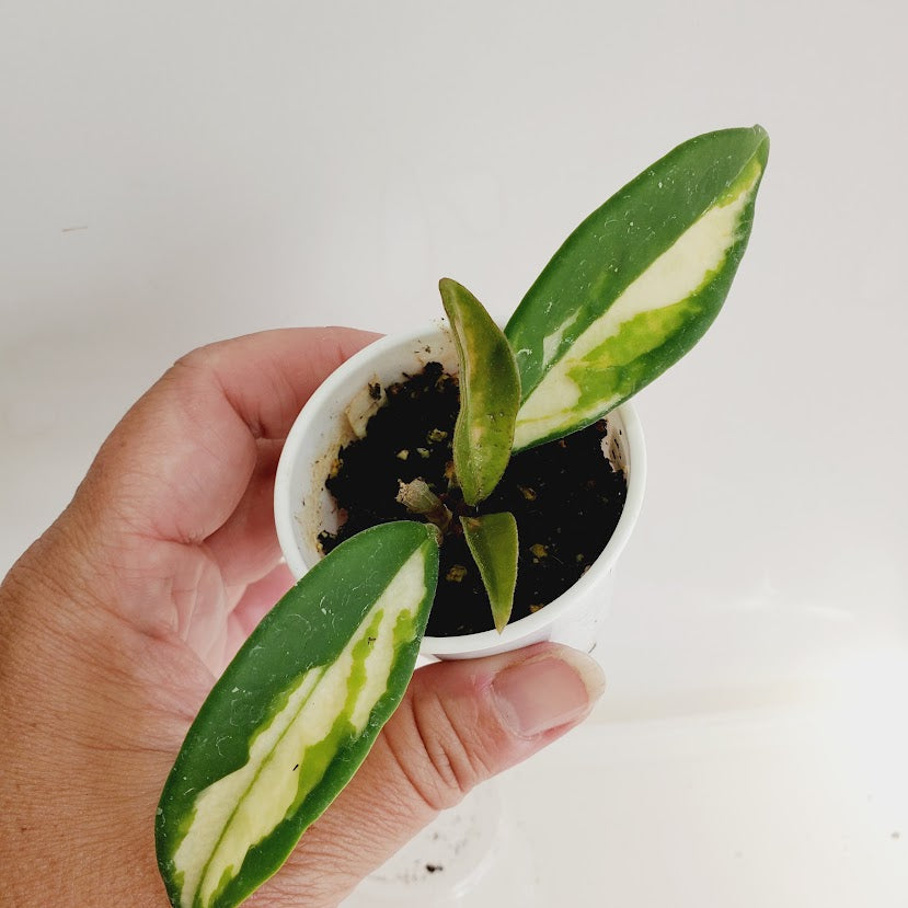 Hoya carnosa 'Krimson Princess' starter plant No. 124