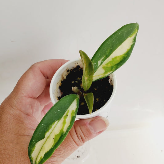 Hoya carnosa 'Krimson Princess' starter plant No. 124