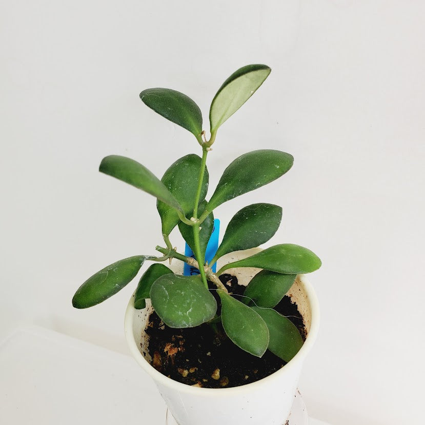 Hoya bilobata AKA 'Panchoi' Starter plant No.159