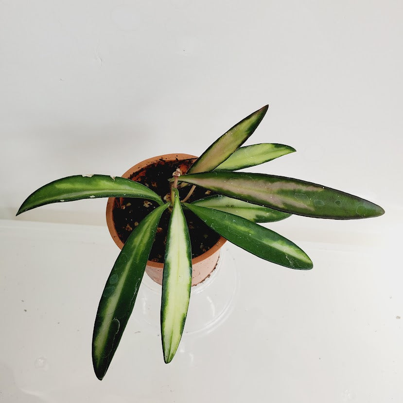 Hoya Wayetii variegata starter plant No. 163
