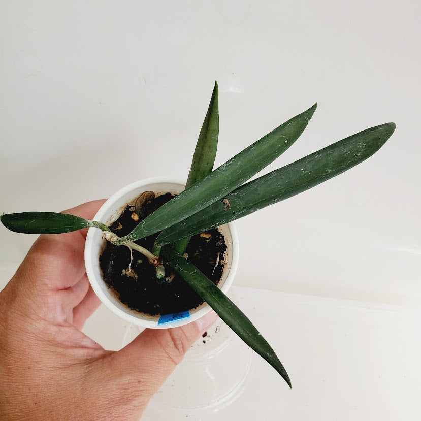 Hoya shepherdii starter plant No. 164