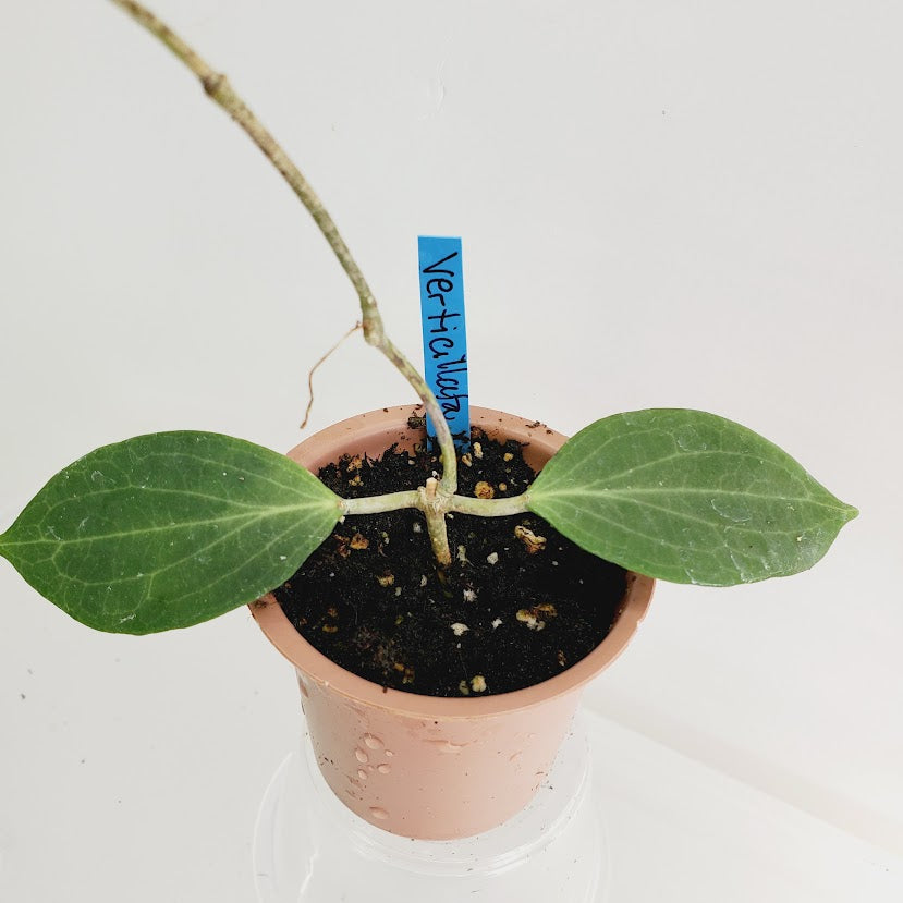 Hoya Verticillata Starter plant No. 151