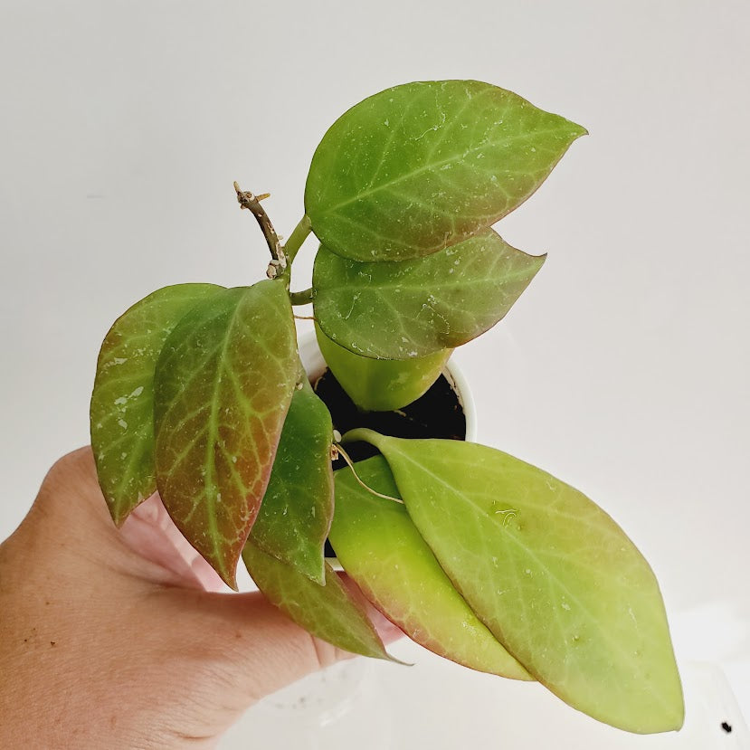 Hoya Sunrise starter plant No. 150