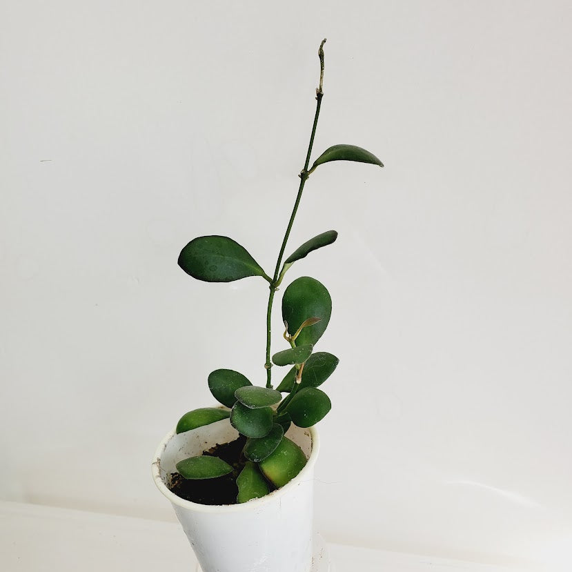 Hoya bilobata AKA 'Panchoi' Starter plant No. 156