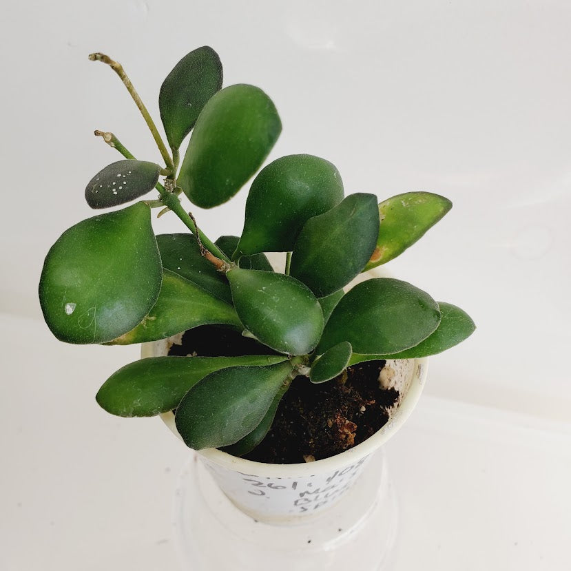 Hoya bilobata AKA 'Panchoi' Starter plant No. 158