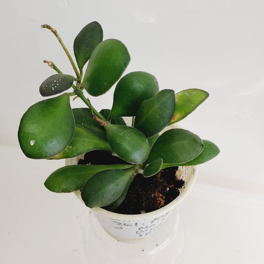 Hoya bilobata AKA 'Panchoi' Starter plant No. 158