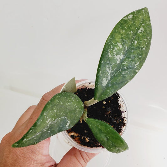 Hoya carnosa 'Wilbur Graves'Starter plant No. 157