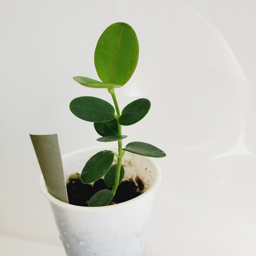 Hoya cumingiana starter plant No. 160