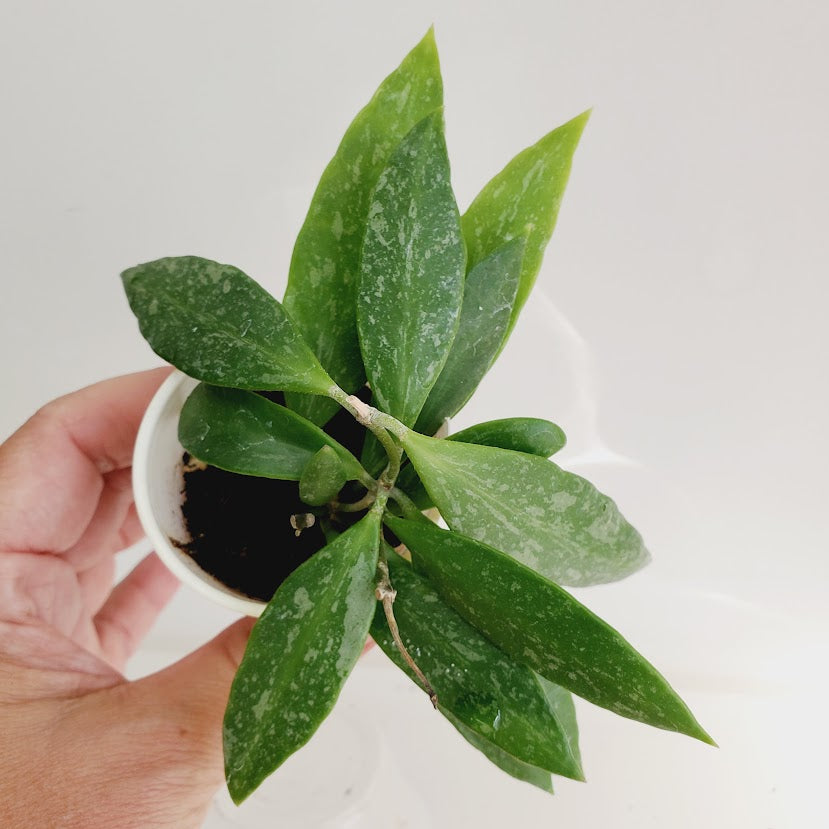 Hoya Gracillis (Hoya Memoria) starter plant No. 149