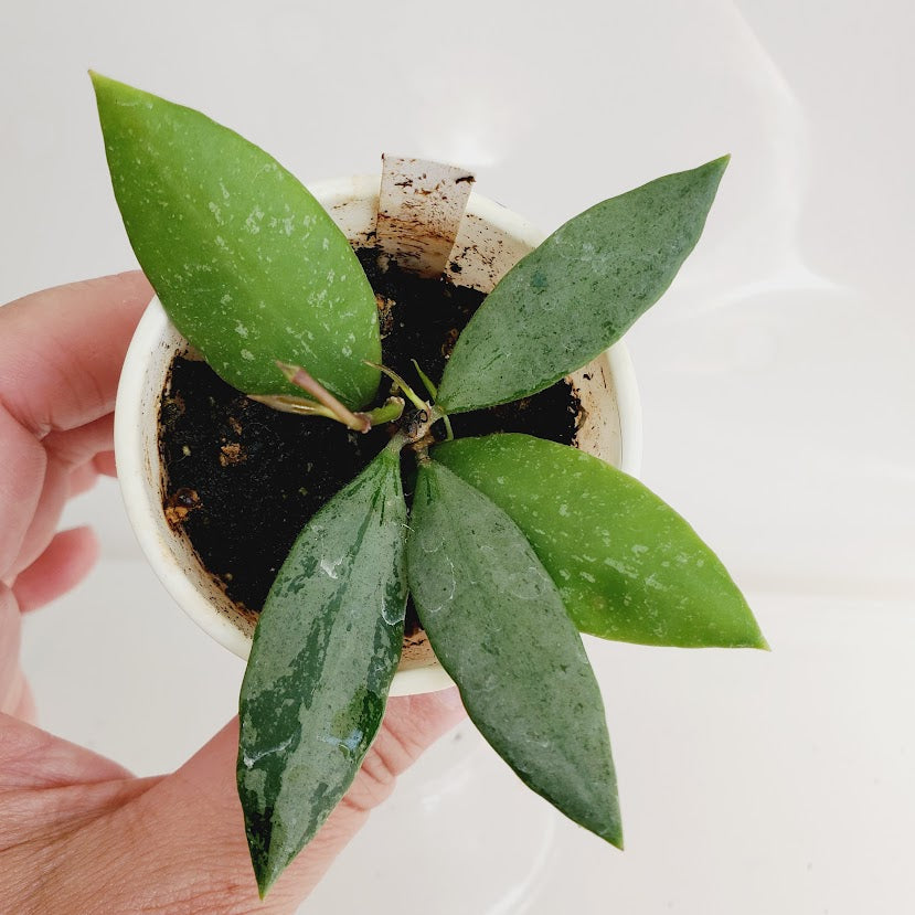 Hoya Gracillis (Hoya Memoria) starter plant No. 152