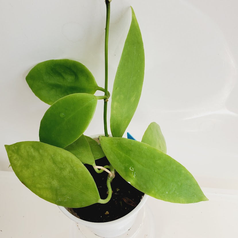 Hoya Vanuatuensis starter plant No. 147