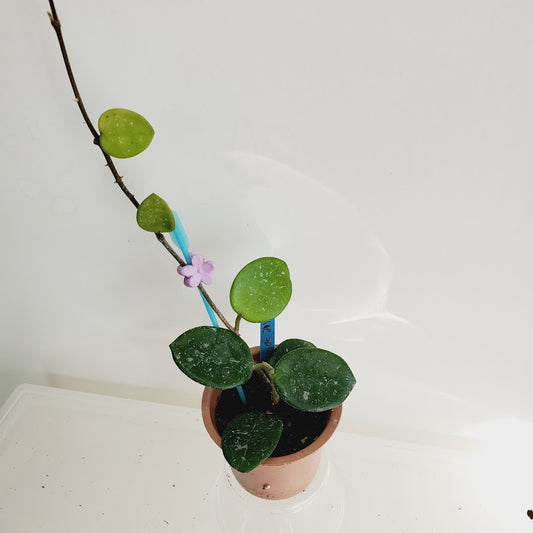 Hoya Mathilde splash starter plant No. 146