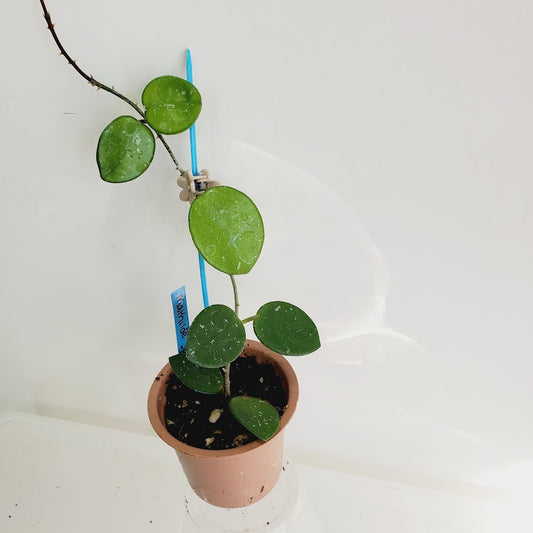 Hoya Mathilde splash starter plant No. 162