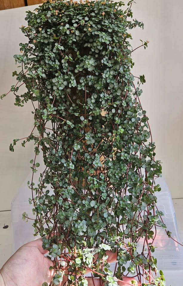 Pilea Glauca "Aquamarine" Plant