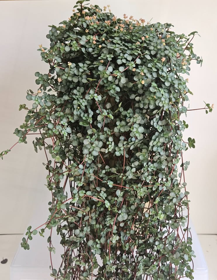 Pilea Glauca "Aquamarine" Plant