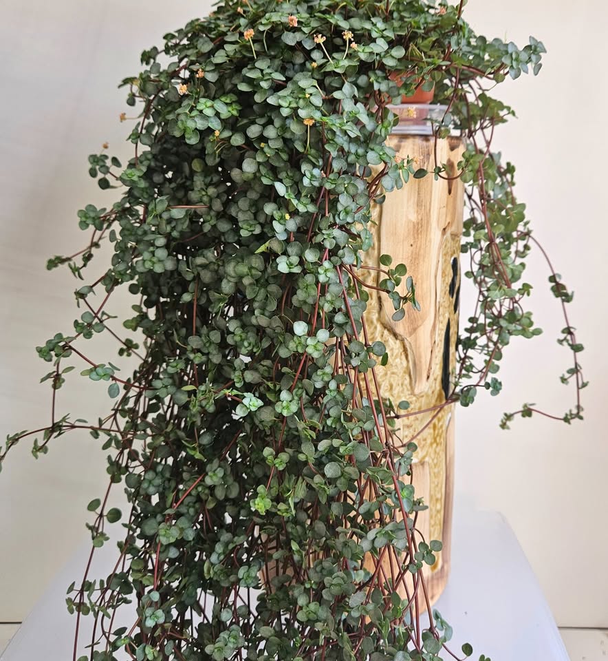 Pilea Glauca "Aquamarine" Plant