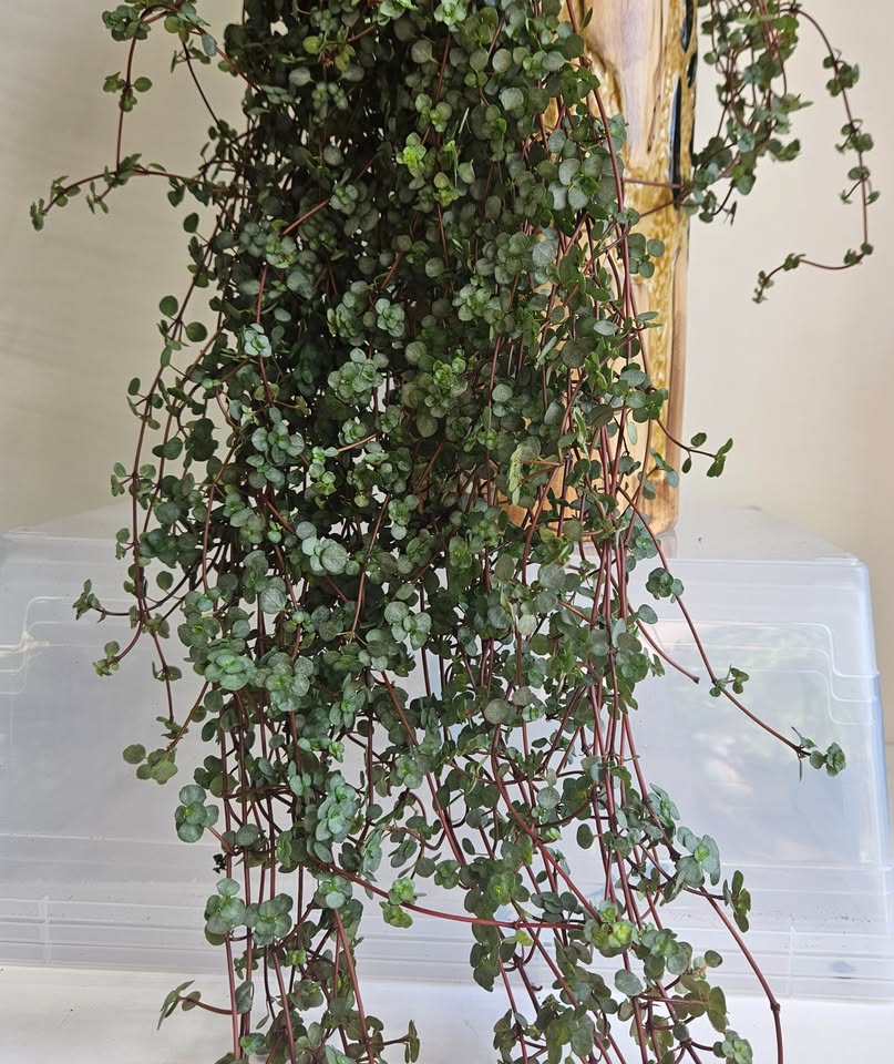 Pilea Glauca "Aquamarine" Plant