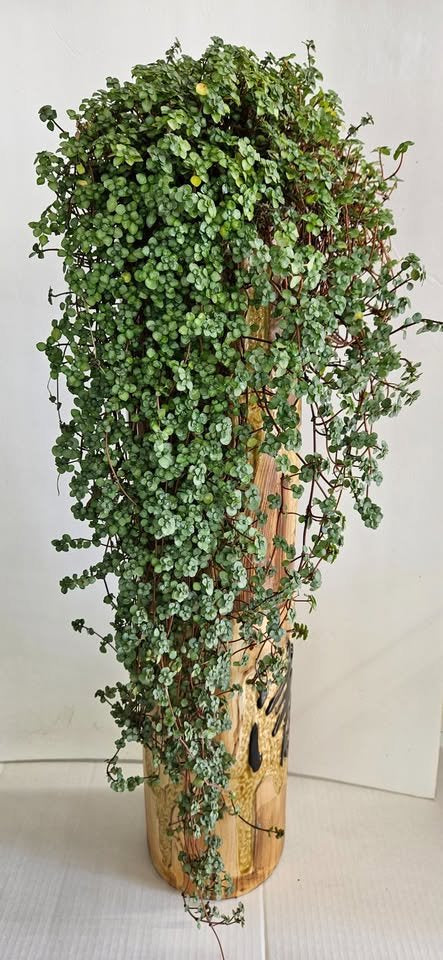 Pilea Glauca "Aquamarine" Plant