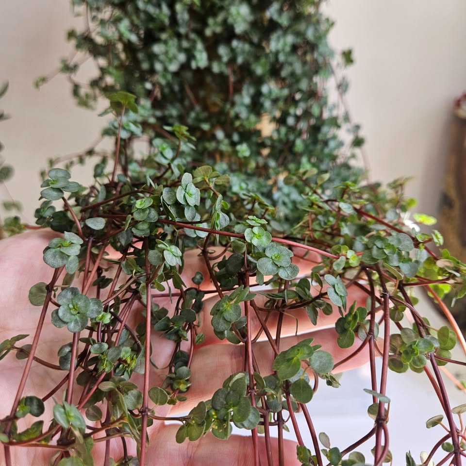 Pilea Glauca "Aquamarine" Plant