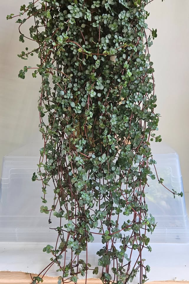 Pilea Glauca "Aquamarine" Plant