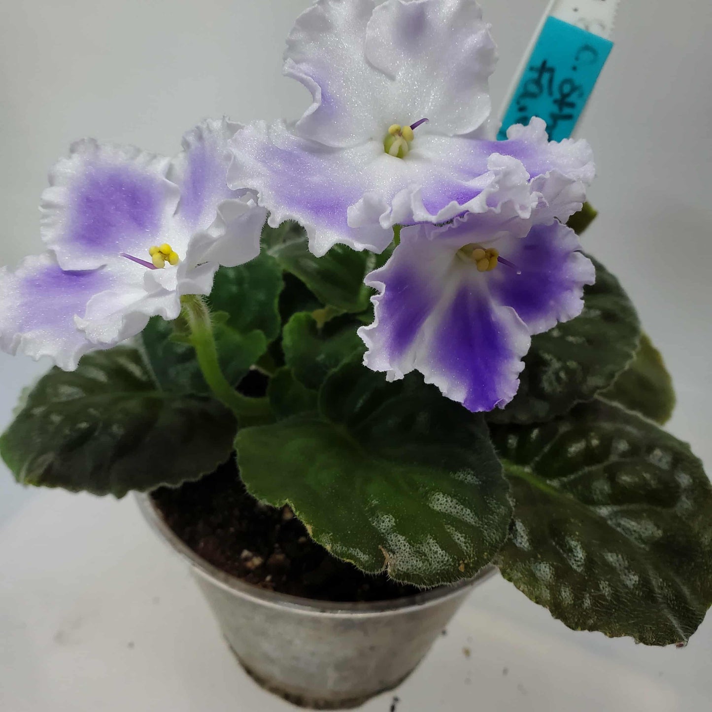 Cajun's Etheral Fairy