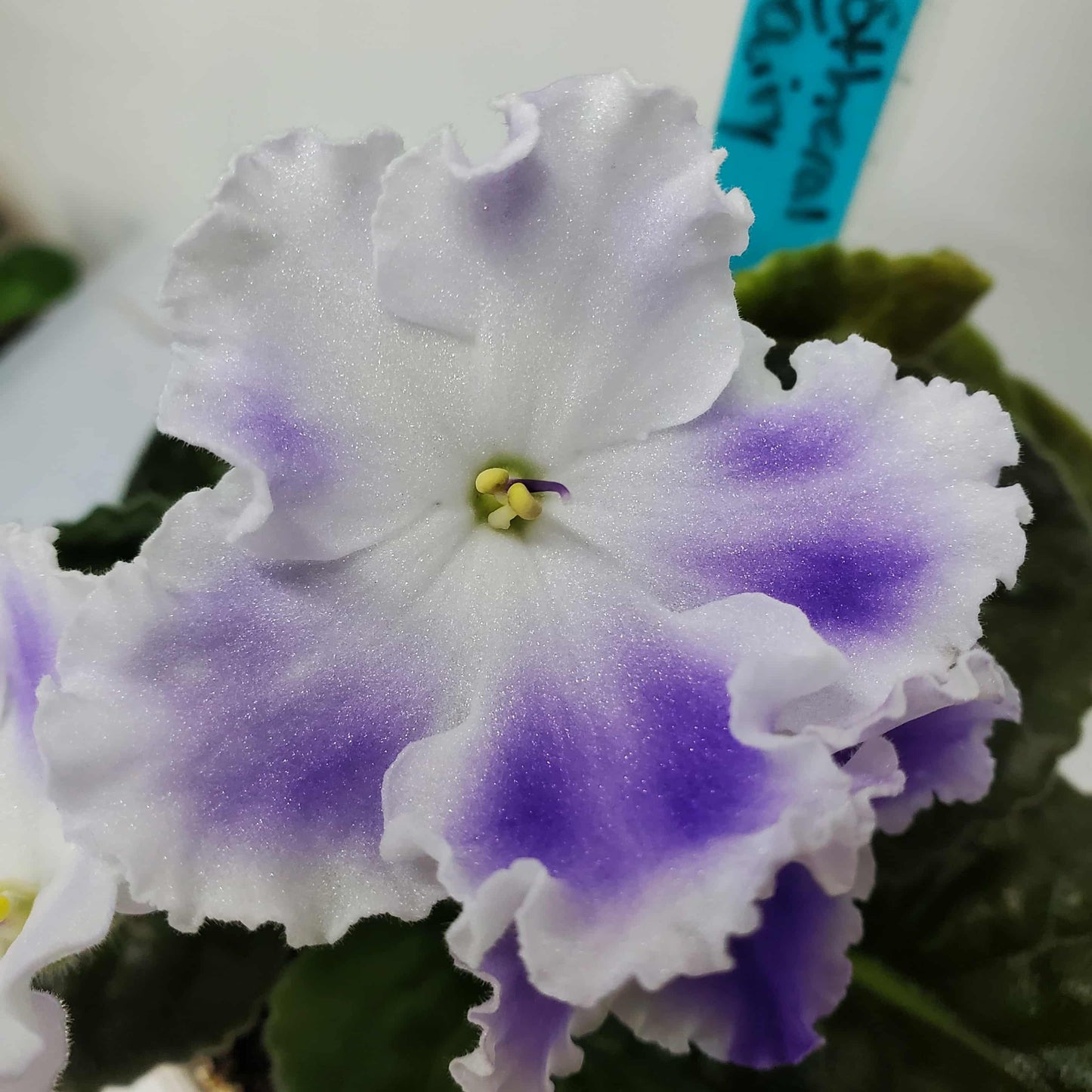 Cajun's Etheral Fairy