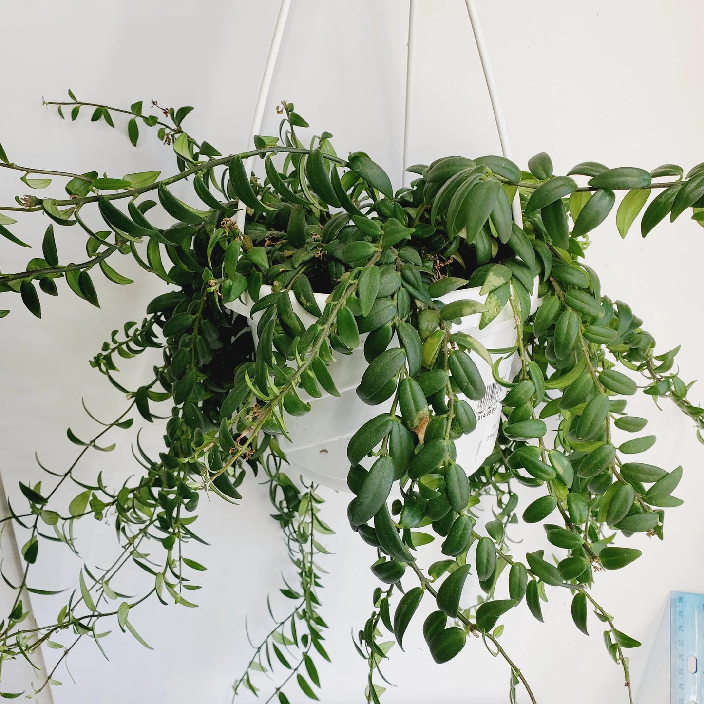 Aeschynanthus Japhrolepis / lipstick plant cuttings (3 cuttings 4+ nodes)