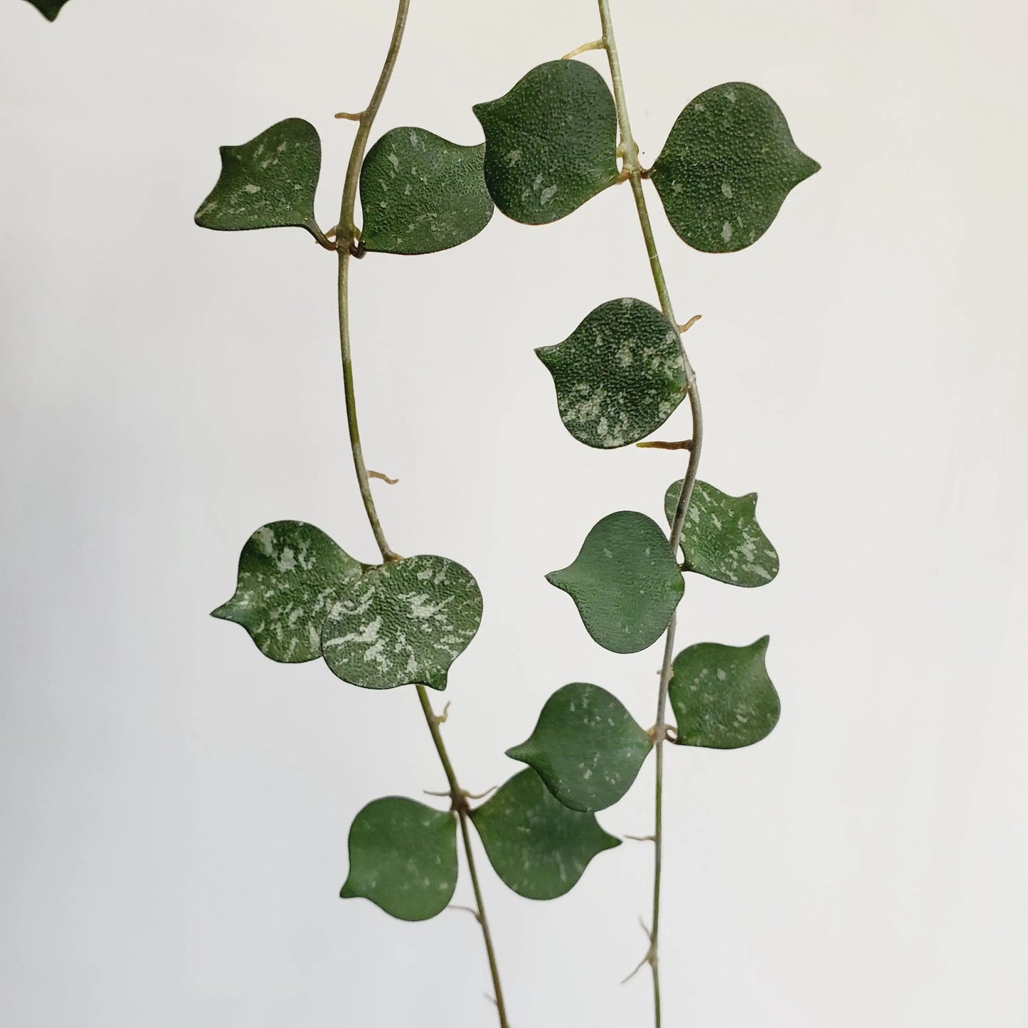 Hoya Curtisii cutting (2 cuttings 2+ nodes each)