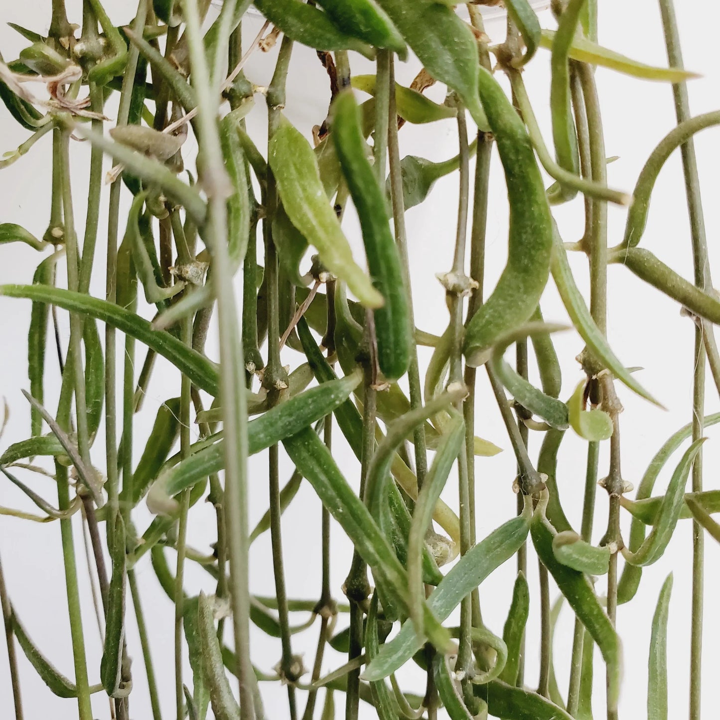 String of Needles / Céropegia Linearis cuttings (6 cuttings 4+ nodes each)