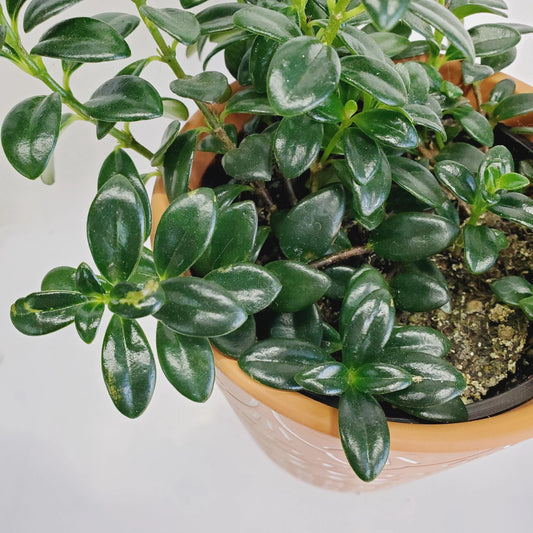 Nematanthus gregarious / Goldfish plant cuttings (2 cuttings 3+ nodes)