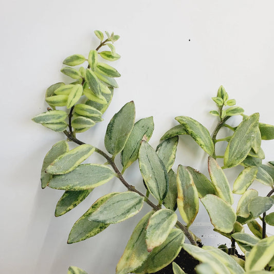 Aeschynanthus 'Bolero Bicolor' Lipstick plant (2 cuttings 5+ nodes each)