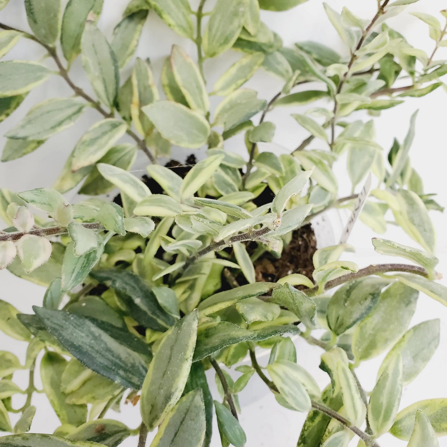 Aeschynanthus 'Bolero Bicolor' Lipstick plant (2 cuttings 5+ nodes each)