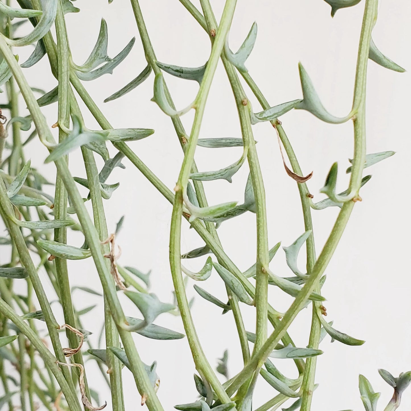 String of Dolphins (3 cuttings with 4+nodes)