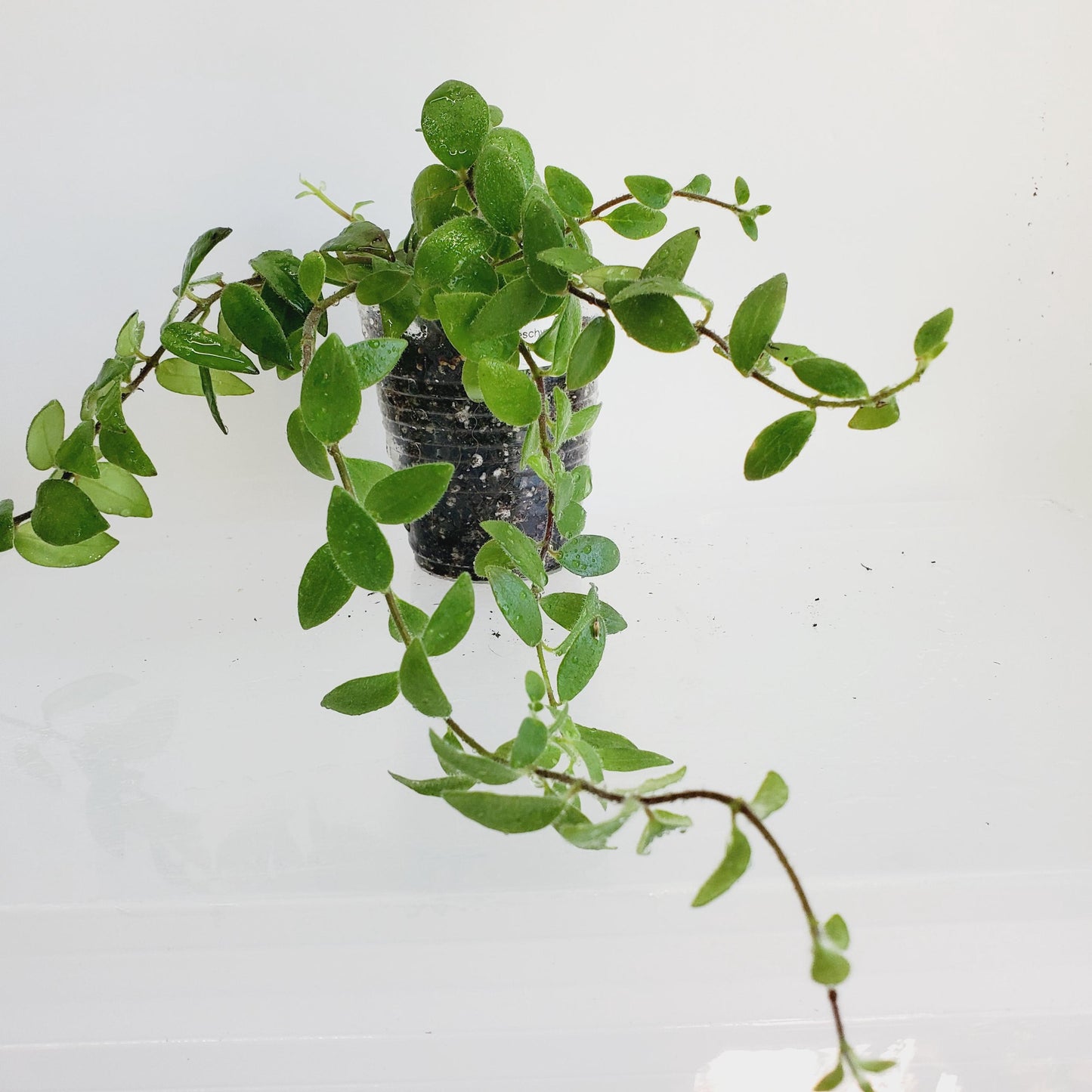 Aeschynanthus Lobbianus Cutting (1 cutting with 4+ nodes)