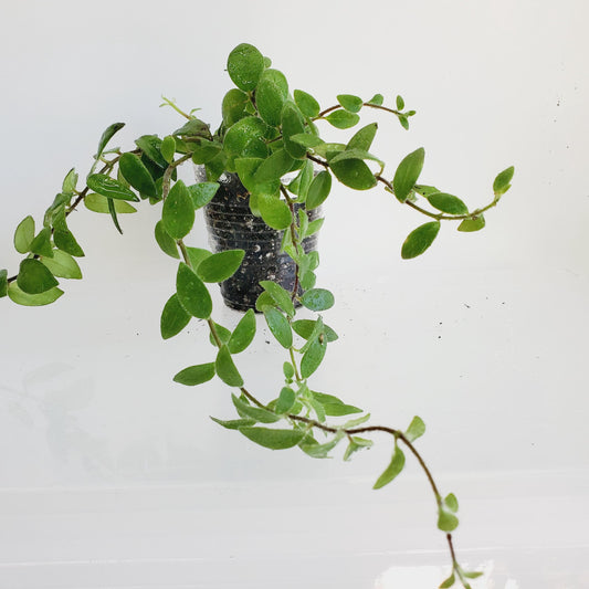 Aeschynanthus Lobbianus Cutting (1 cutting with 4+ nodes)