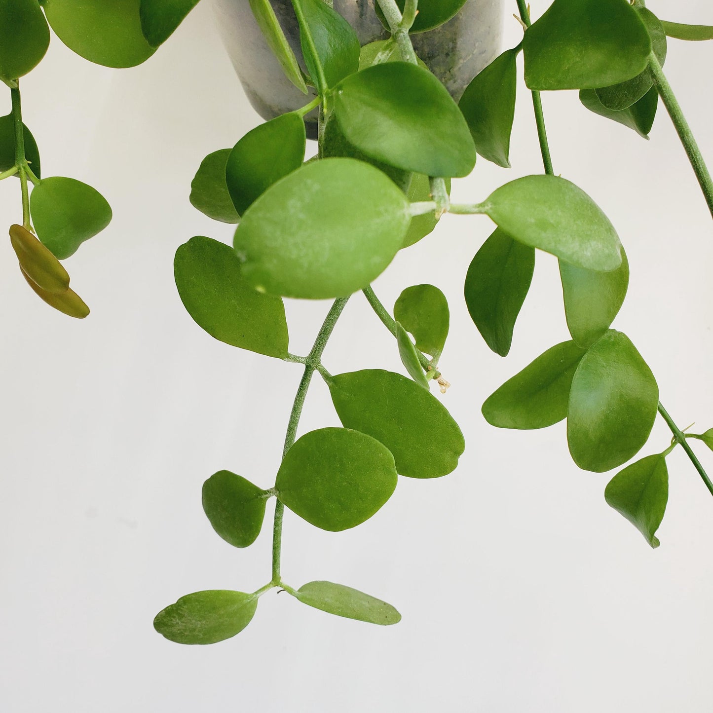 Dischidia oiantha 'Green Apple' (2 cuttings 3+ nodes)