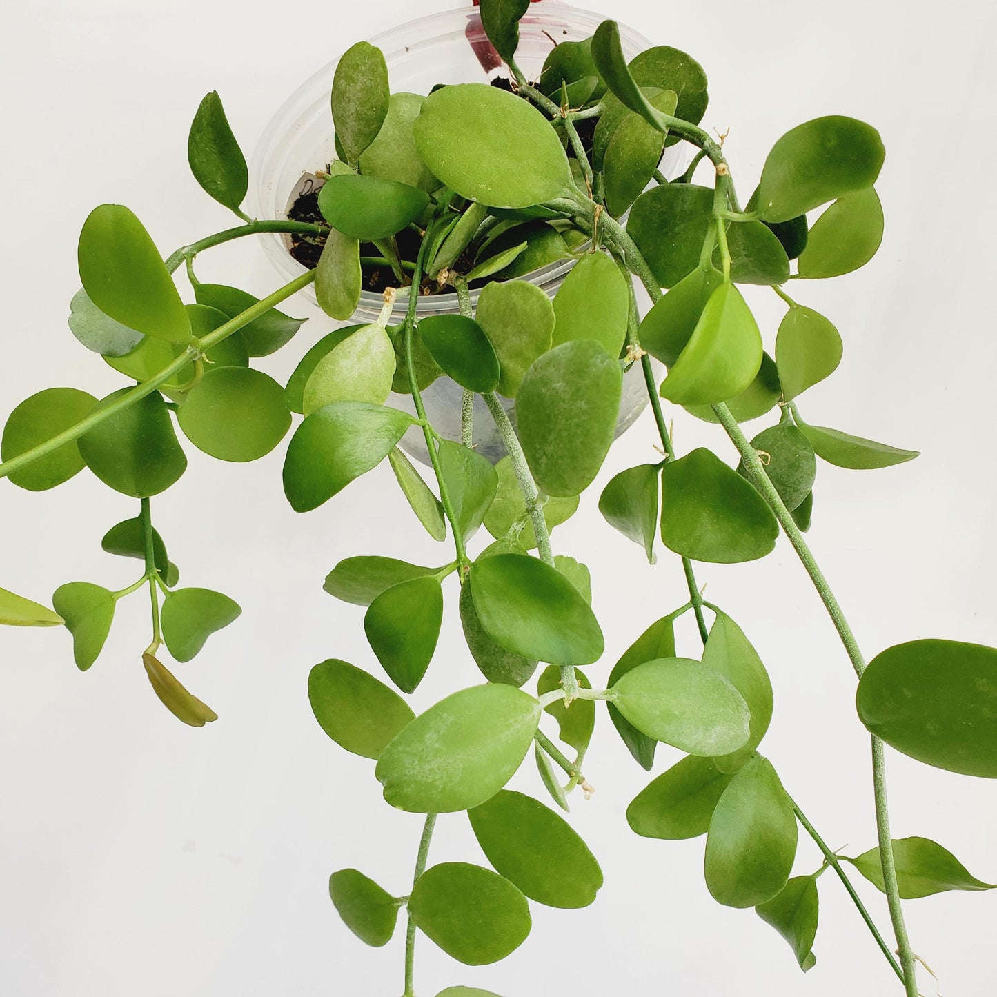 Dischidia oiantha 'Green Apple' (2 cuttings 3+ nodes)