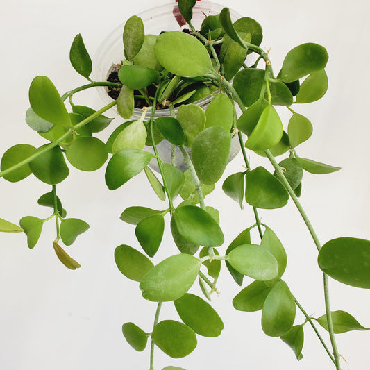 Dischidia oiantha 'Green Apple' (2 cuttings 3+ nodes)