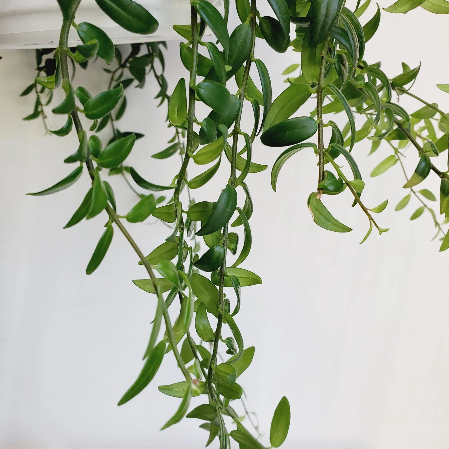 Aeschynanthus Japhrolepis / lipstick plant cuttings (3 cuttings 4+ nodes)