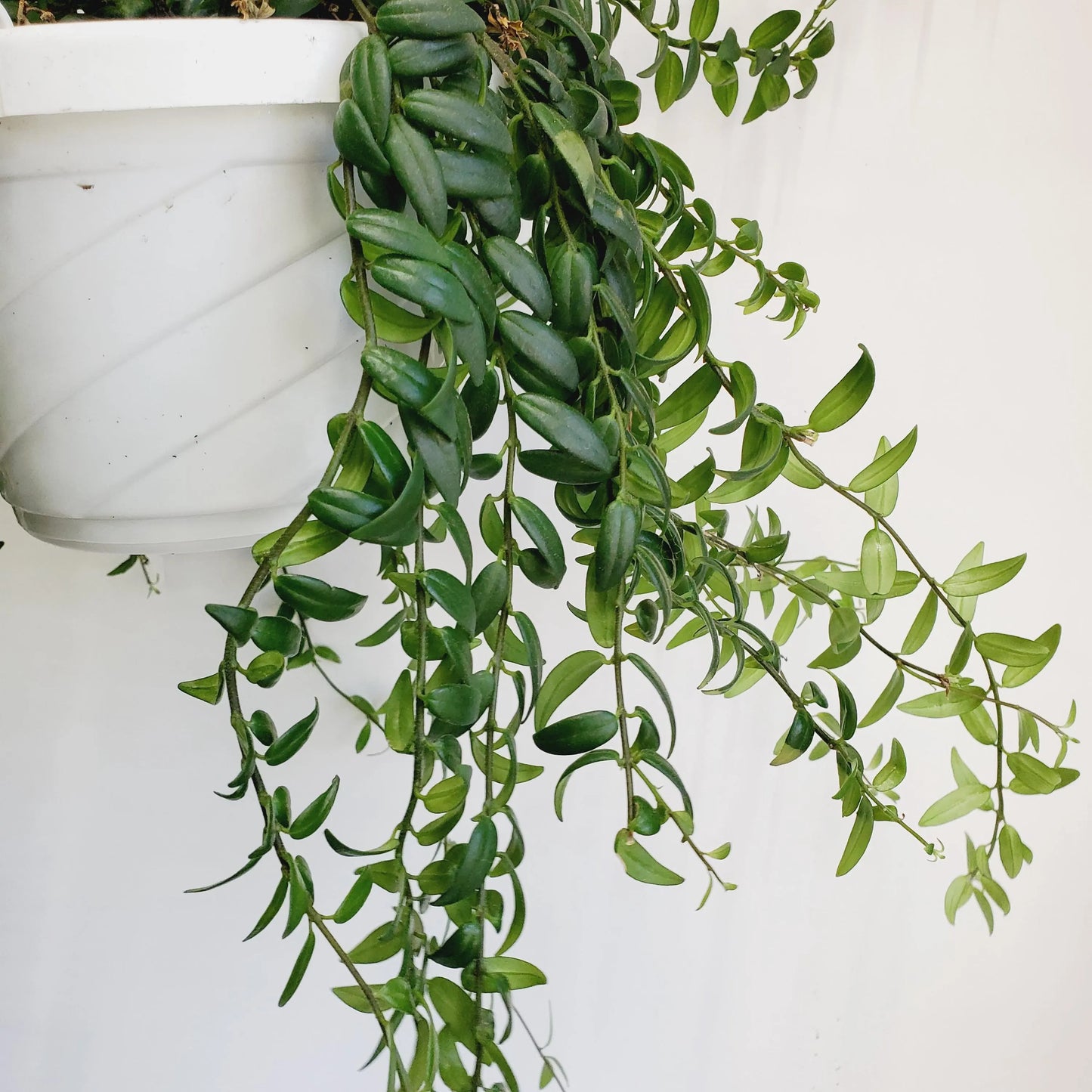 Aeschynanthus Japhrolepis / lipstick plant cuttings (3 cuttings 4+ nodes)