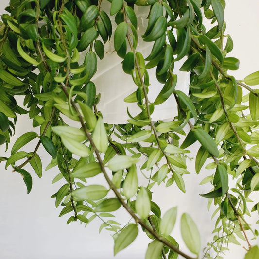 Aeschynanthus Japhrolepis / lipstick plant cuttings (3 cuttings 4+ nodes)