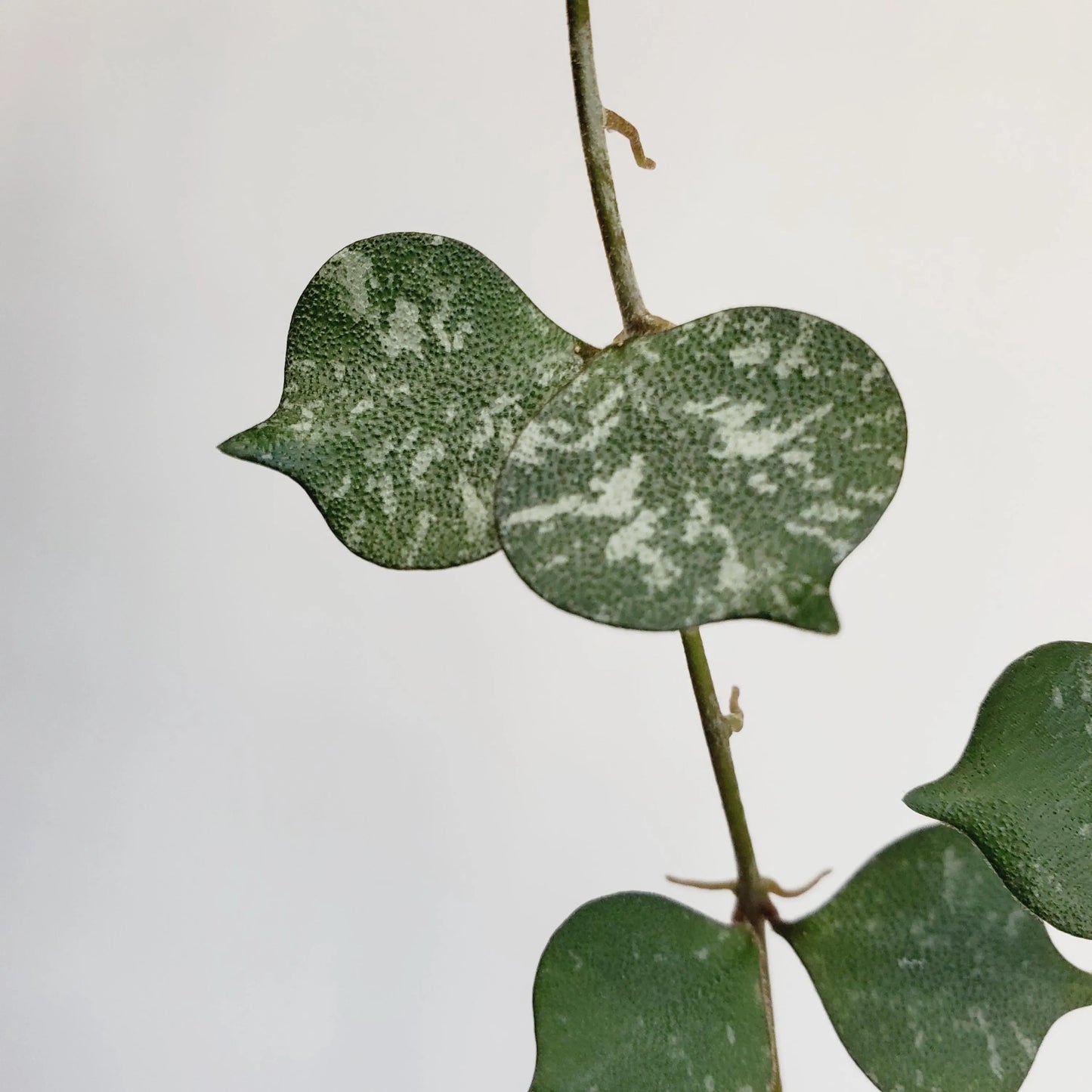 Hoya Curtisii cutting (2 cuttings 2+ nodes each)