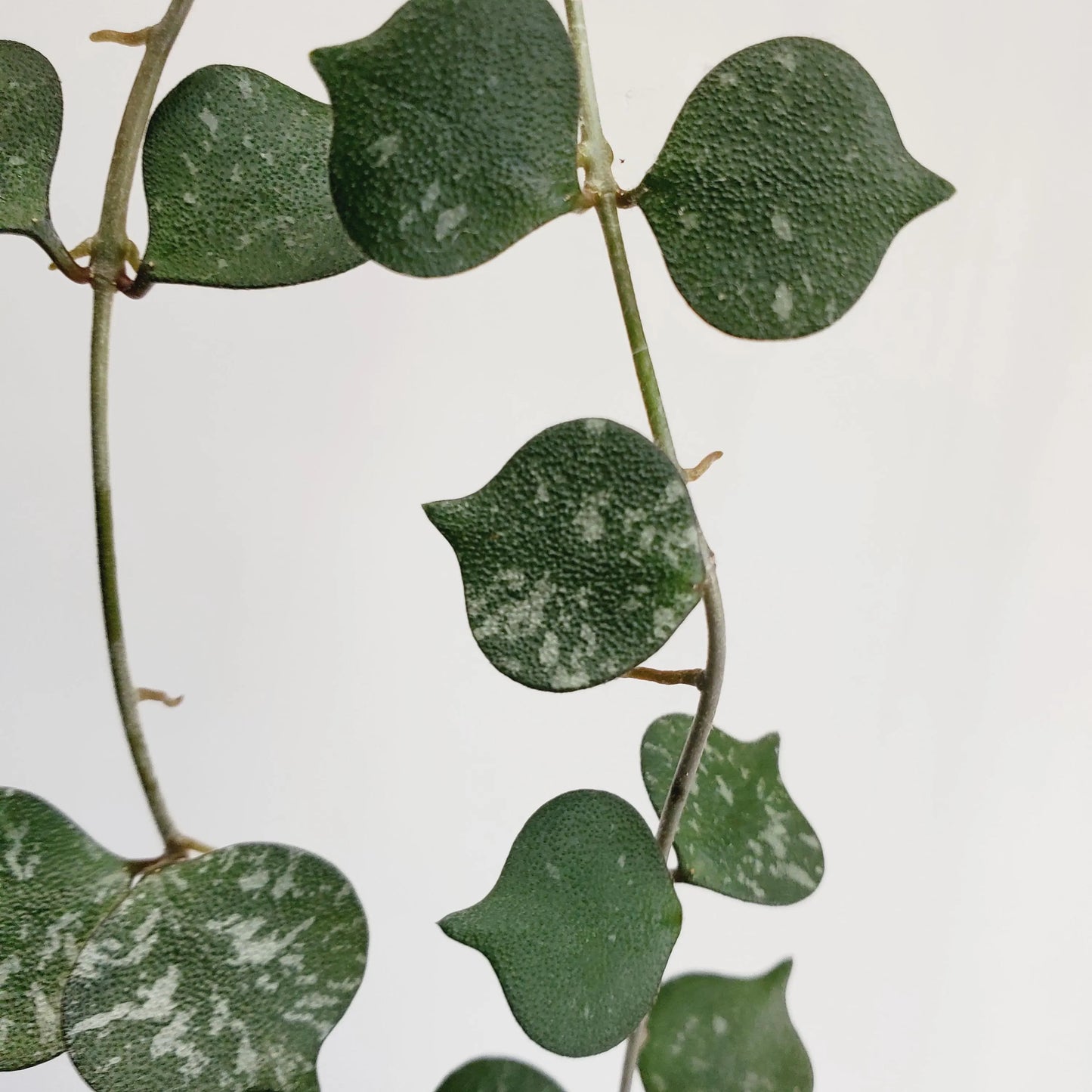 Hoya Curtisii cutting (2 cuttings 2+ nodes each)