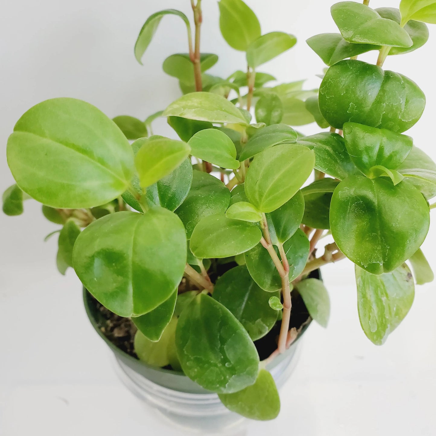 Peperomia cubensis cuttings (2 cuttings of 2+ nodes)