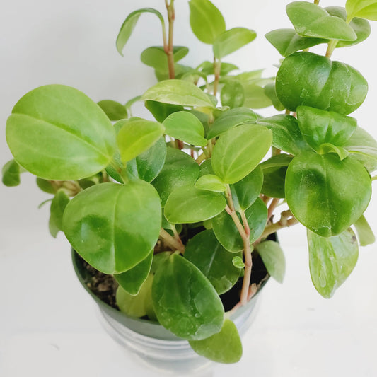 Peperomia cubensis cuttings (2 cuttings of 2+ nodes)