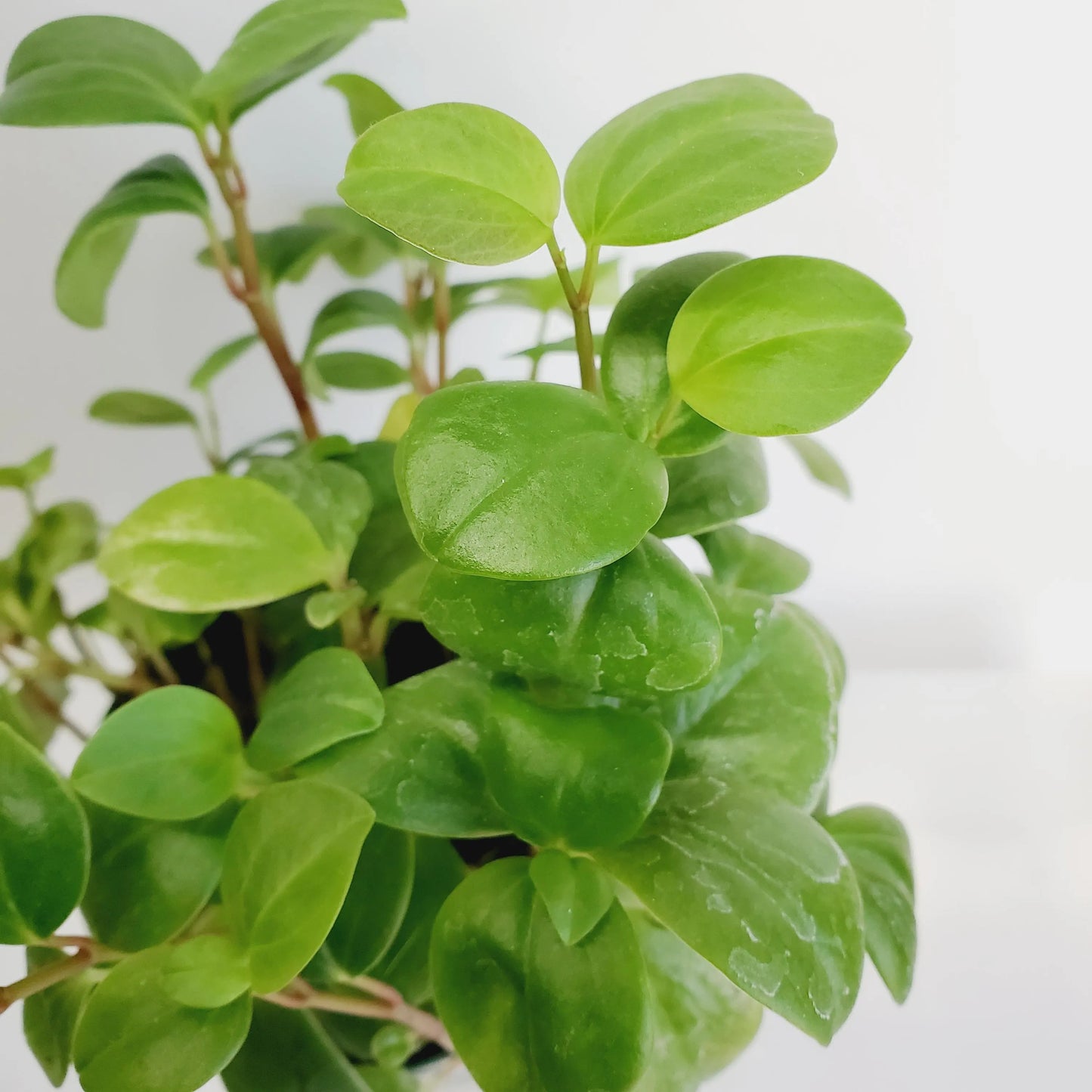 Peperomia cubensis cuttings (2 cuttings of 2+ nodes)