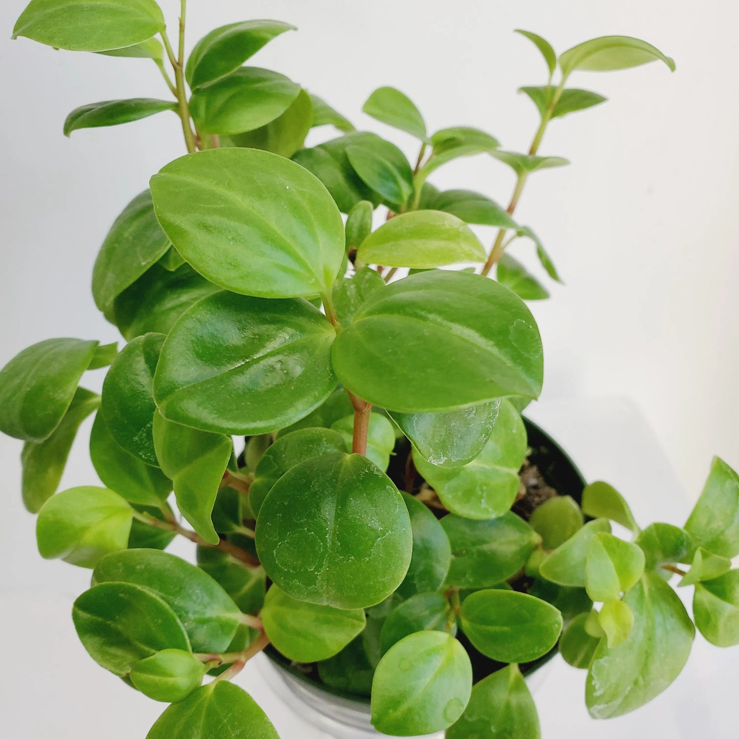 Peperomia cubensis cuttings (2 cuttings of 2+ nodes)
