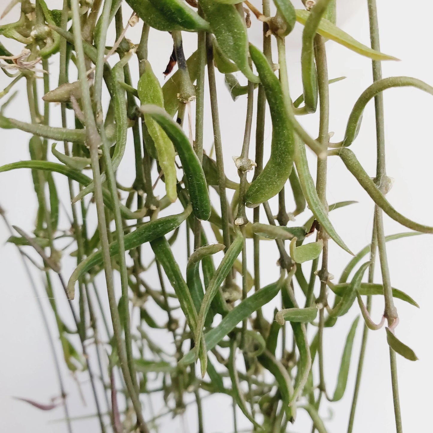 String of Needles / Céropegia Linearis cuttings (6 cuttings 4+ nodes each)