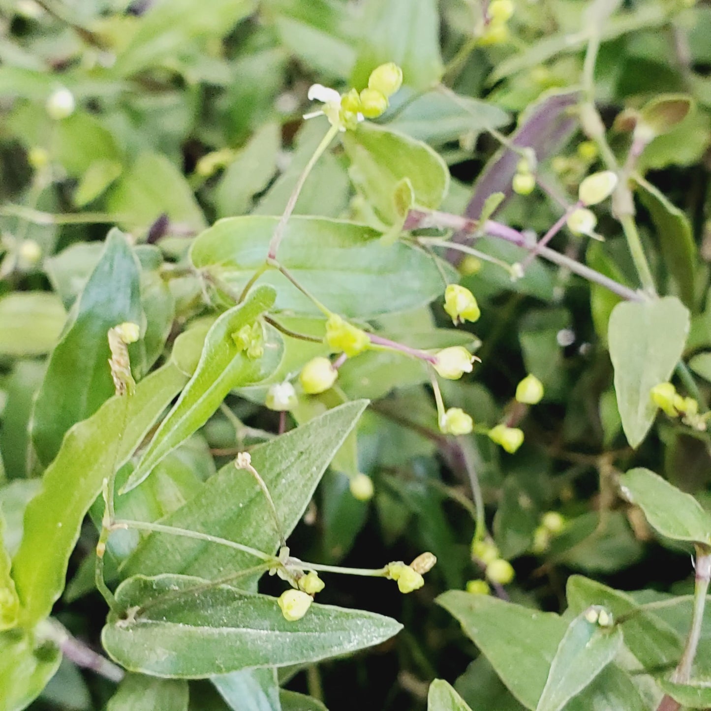 Gibasis pellucida / Bridal Veil plant cuttings.  (10 cuttings 4+ inch)