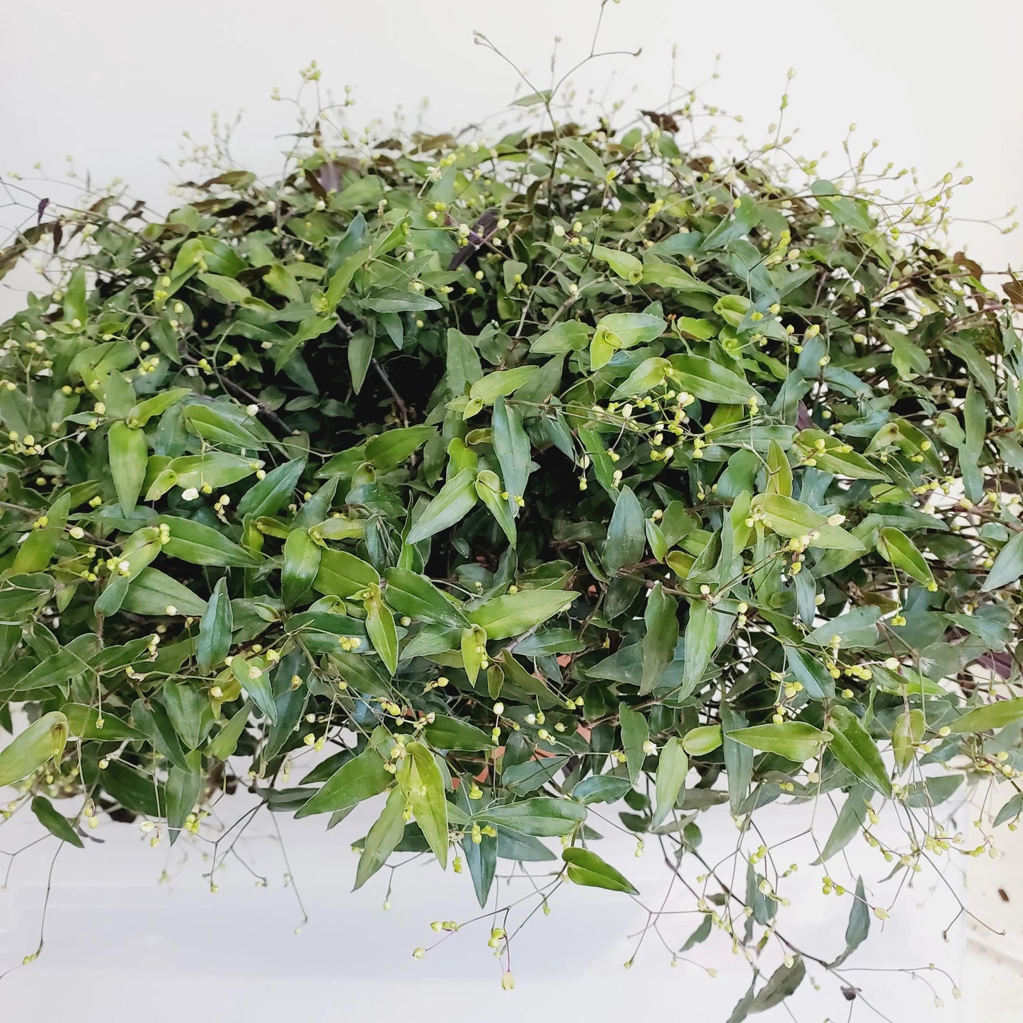 Gibasis pellucida / Bridal Veil plant cuttings.  (10 cuttings 4+ inch)